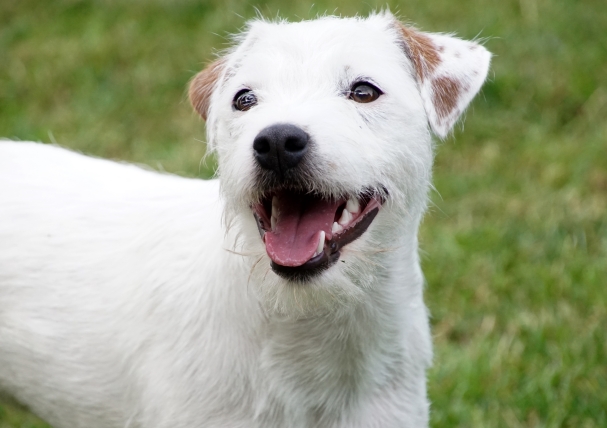 Parson Russell Terrier - Charming Rogues