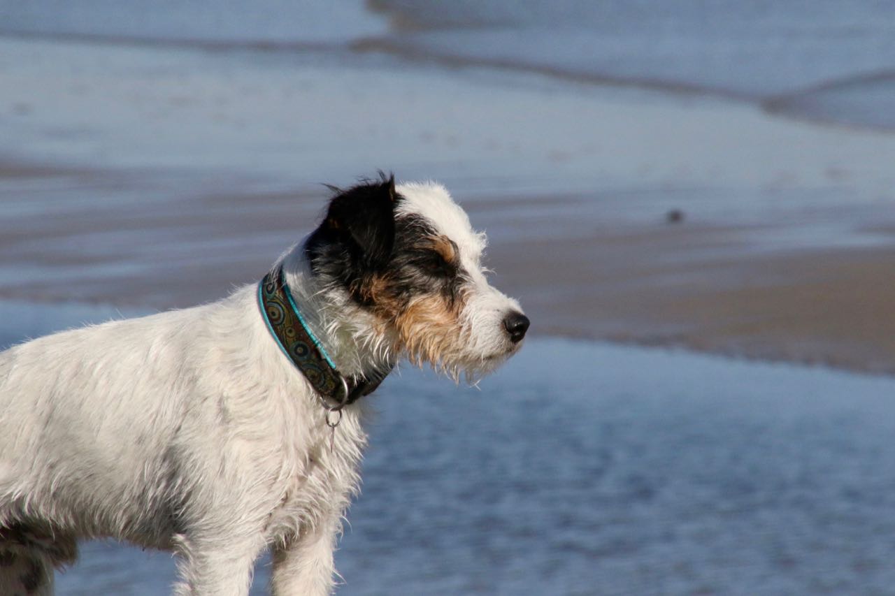 Parson Russell Terrier - Charming Rogues