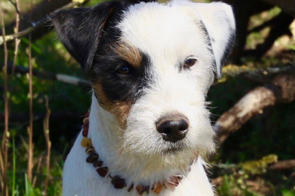 Parson Russell Terrier - Charming Rogues