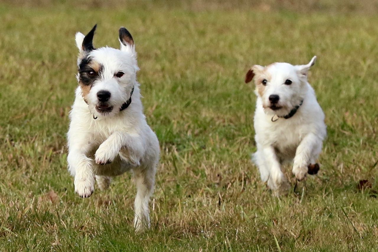 Parson Russell Terrier - Charming Rogues