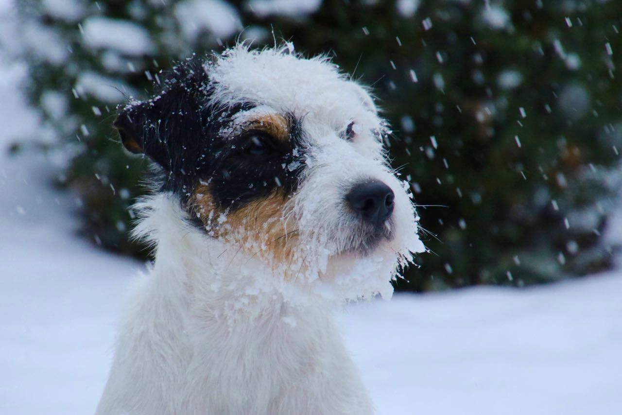 Parson Russell Terrier - Charming Rogues