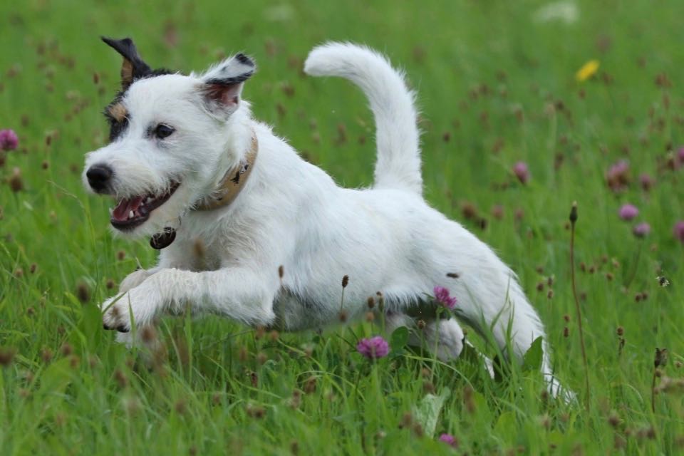 Parson Russell Terrier - Charming Rogues