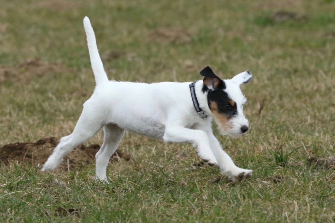Parson Russell Terrier - Charming Rogues