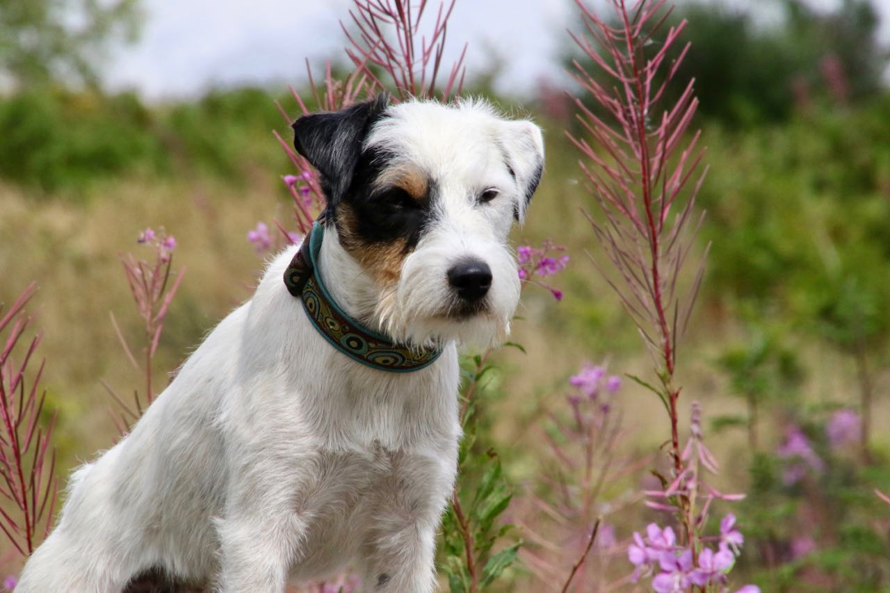 Parson Russell Terrier - Charming Rogues