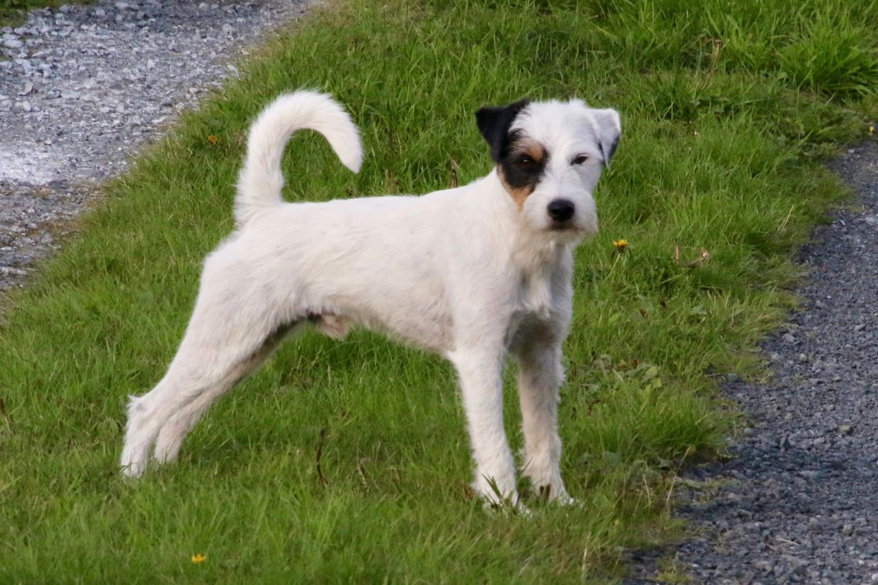 Parson Russell Terrier - Charming Rogues