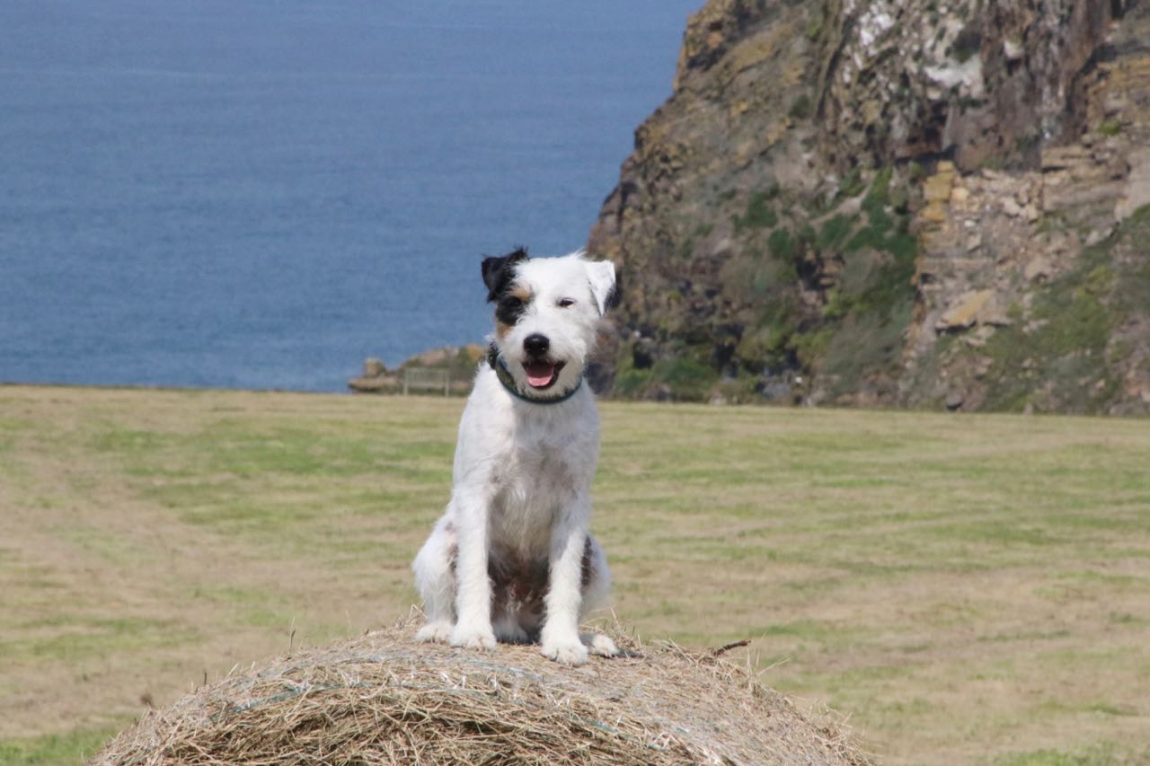 Parson Russell Terrier - Charming Rogues