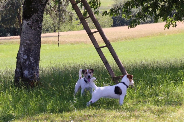 Parson Russell Terrier - Charming Rogues