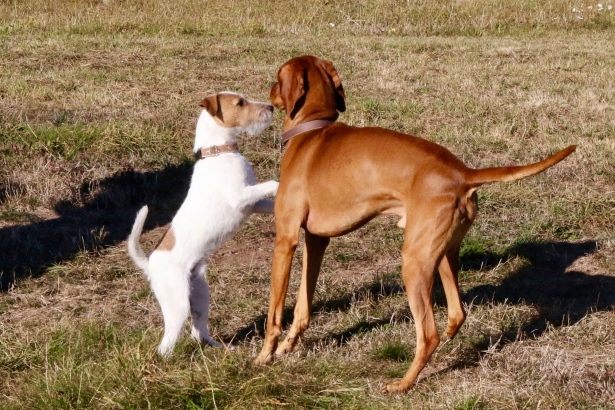 Parson Russell Terrier - Charming Rogues