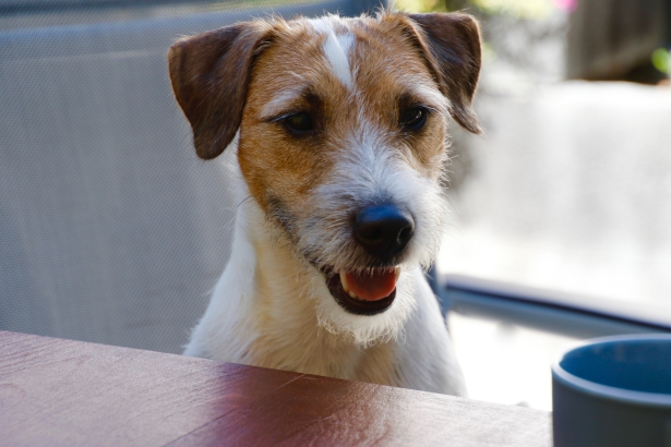 Parson Russell Terrier - Charming Rogues